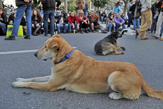 σκύλος κακοποίηση