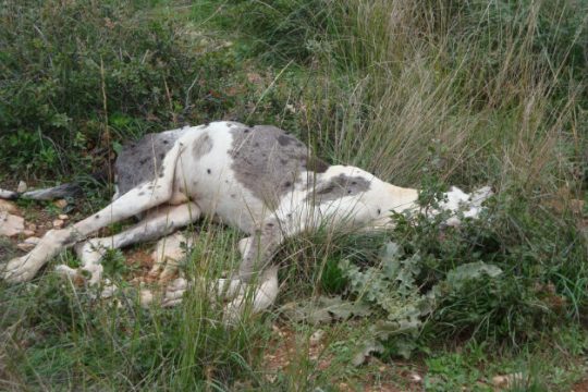 Συνελήφθη ο διαχειριστής του «Νταχάου ζώων» στο Βόλο