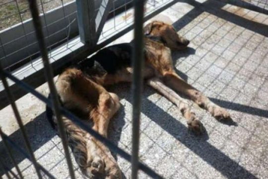 Νεκροταφείο αδέσποτων το δημοτικό «καταφύγιο» ζώων του Μπέου