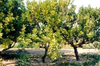 Του έκλεψαν τη σοδειά της χρονιάς