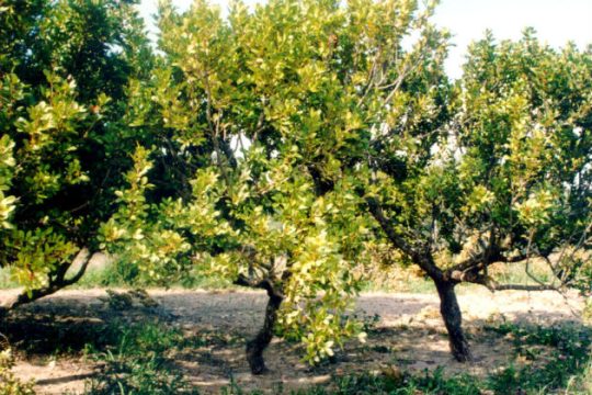 Του έκλεψαν τη σοδειά της χρονιάς