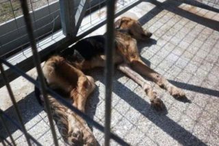 Κτηνωδία στο Δημοτικό Κυνοκομείο