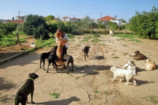 Χορεύοντας με τ’ αδέσποτα