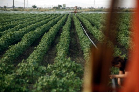 «Παράθυρο» τερματισμού του ρωσικού εμπάργκο