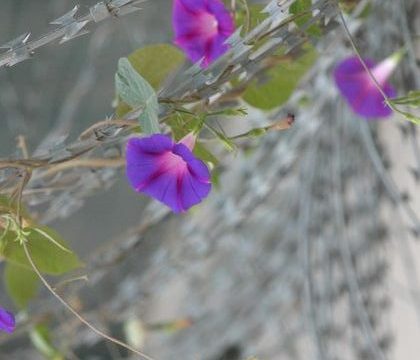 Ευεργετική απόδραση από φυλακές ανηλίκων