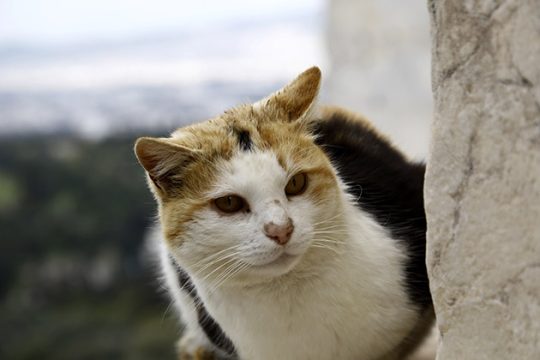 Απείλησε με όπλο γείτονα γιατί τάιζε τις γάτες