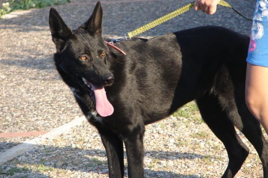 Αναζητάει μόνιμη στέγη