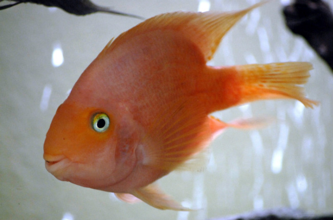Η ανακεφαλαιοποίηση, η κ. Γεννηματά και τα χρυσόψαρα