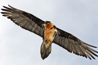 Φράγκα στη φουφού