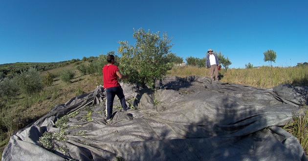 Λιομάζωμα