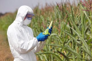 Διαβούλευση για την απαγόρευση της καλλιέργειας μεταλλαγμένων