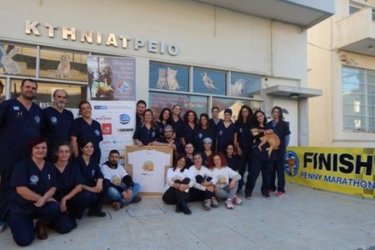 Στείρωσαν 65 θηλυκά ζωάκια στη Σαλαμίνα!