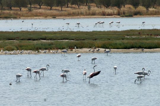 Δημόσια τελεσίδικα η Βιστωνίδα