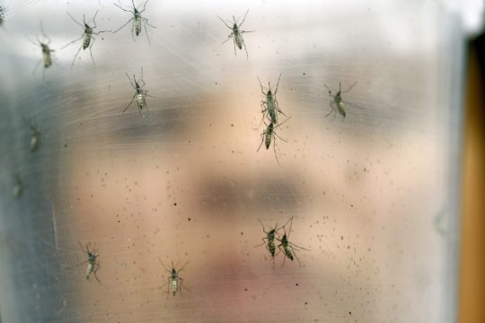 Ο ιός Ζίκα απειλεί όλη την αμερικανική ήπειρο