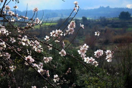 Καλοκαιρία και ανοιξιάτικες θερμοκρασίες