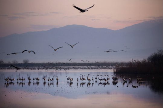Τα έξυπνα πουλιά… μεταναστεύουν