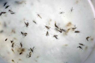 Γενετική κατά… Ζίκα