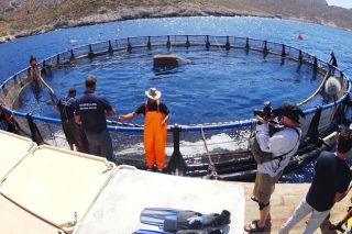 «Παρατηρητήριο» ιχθυοκαλλιεργειών από το Αρχιπέλαγος