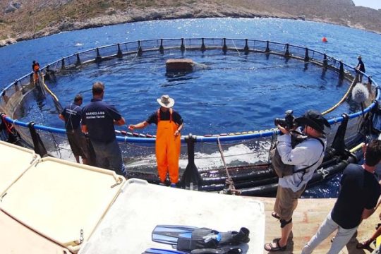 «Παρατηρητήριο» ιχθυοκαλλιεργειών από το Αρχιπέλαγος