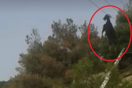 Έσωσαν την κατσίκα που κρεμόταν από τα καλώδια της Δ.Ε.Η. [VIDEO]