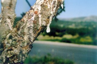 Κινδυνεύει η μαστίχα Χίου;