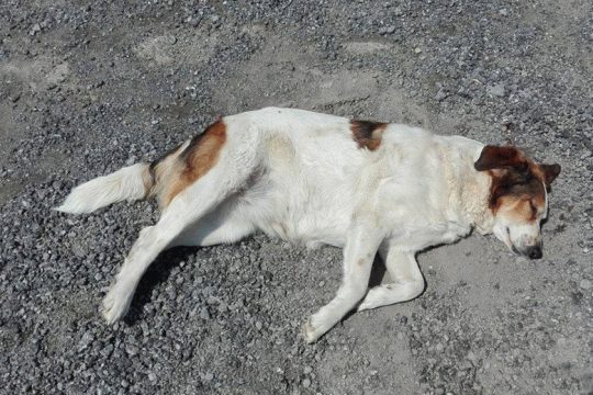 Πυροβόλησαν άλλα δύο σκυλιά στη Ραφήνα