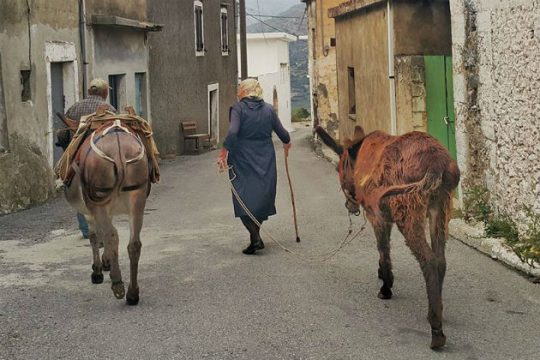 Δωρεάν πρόγραμμα φροντίδας ιπποειδών