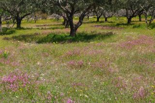 Ω γλυκύ μου έαρ…