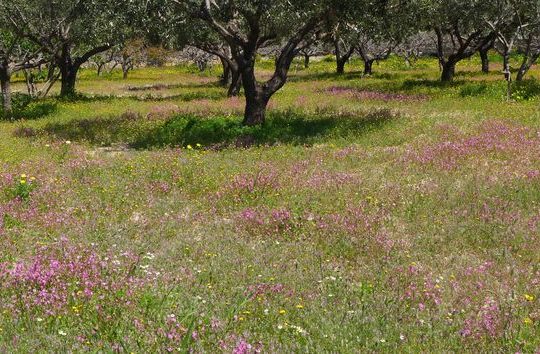 Ω γλυκύ μου έαρ…