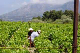 Το πρώτο θύμα του νόμου 4384
