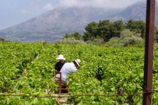 Το πρώτο θύμα του νόμου 4384
