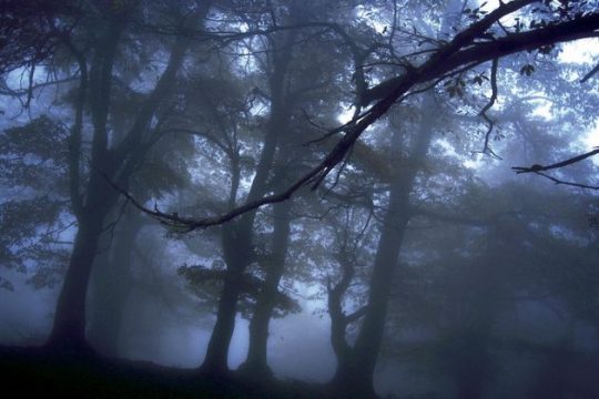 Με αλλαγές οι δασικοί χάρτες
