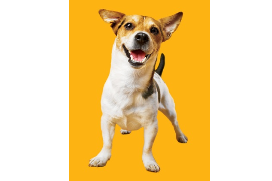 Μήνας Στοματικής Φροντίδας Pedigree® DentaStix®