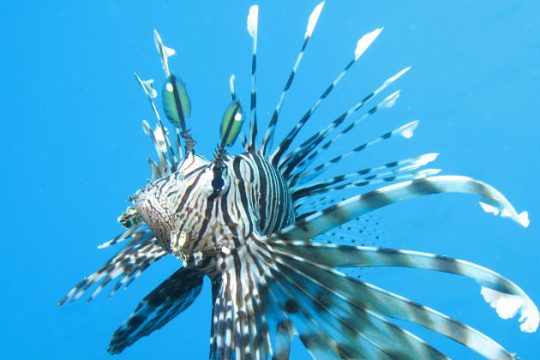 Λεοντόψαρα από τον Ινδικό Ωκεανό εμφανίσθηκαν στη Ρόδο