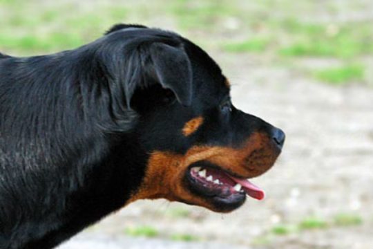 Ελεύθερος ο ιδιοκτήτης των Ροτβάιλερ στην Κοζάνη