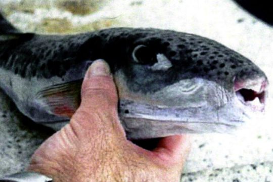 Επικίνδυνος για κατανάλωση ο λαγοκέφαλος