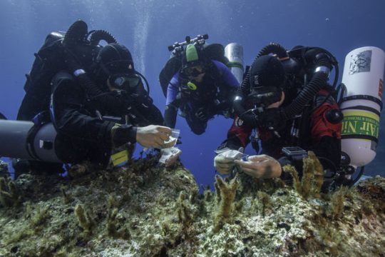 Γερή «ψαριά» στο Ναυάγιο των Αντικυθήρων