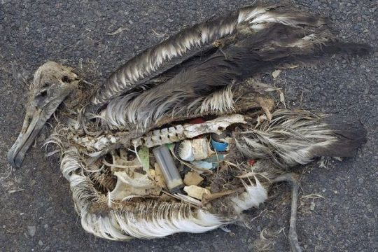 Μικροπλαστικά σε θάλασσες και ακτές