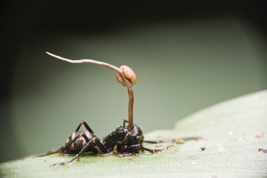 Είμαστε «χρησιμότεροι» στον Cordyceps