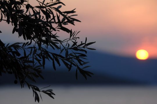 «Διαβάζοντας» την ελιά