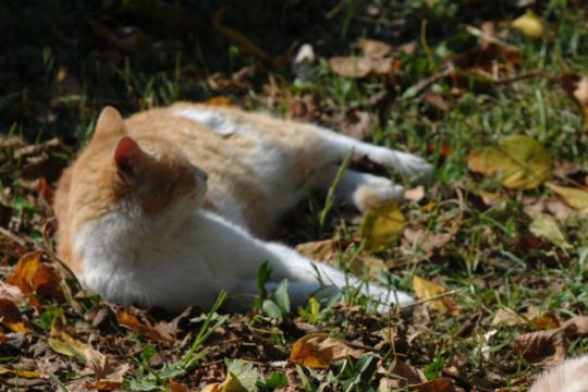 Δύο χρόνια φυλάκιση σε 57χρονο που σκότωσε γάτα