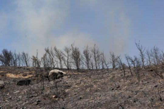 Κάηκαν τα μισά Ψαρά