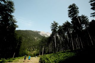 Φρίκη: αποκεφαλισμένο ζαρκάδι στον Όλυμπο