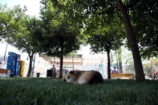 WWF: Μετεξεταστέοι οι χώροι πρασίνου