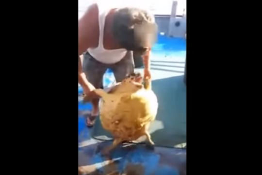 Ψαράς κακοποίησε χελώνα και ανέβασε το video στο facebook
