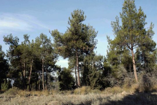 Απαγόρευση κυκλοφορίας στο Δάσους Σειχ-Σου