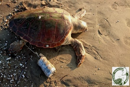 Νεκρή θαλάσσια χελώνα με βαρίδι τσιμέντου στο πτερύγιό της