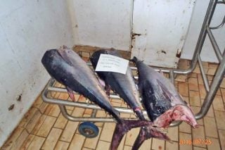 Ερυθρός τόνος στα… δίχτυα των λιμενικών