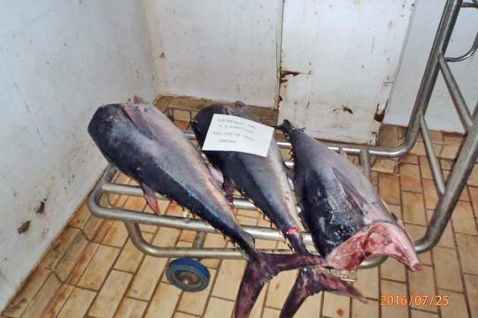 Ερυθρός τόνος στα… δίχτυα των λιμενικών