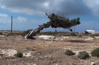 Ντάλα καλοκαίρι VII